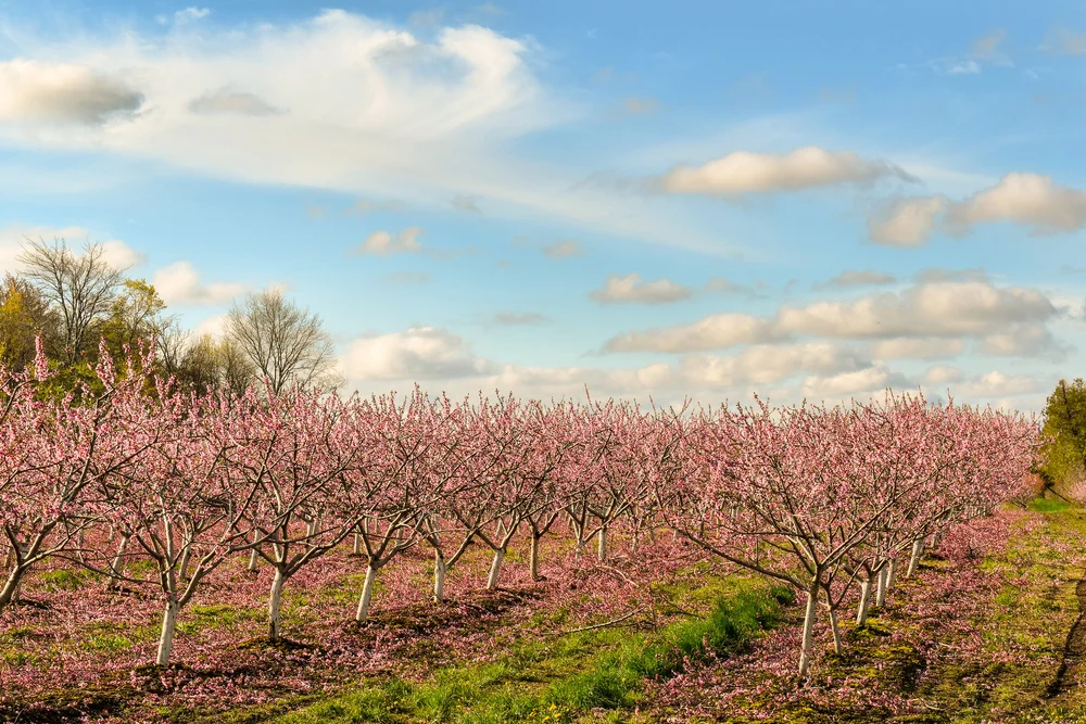 Spring in Lincoln