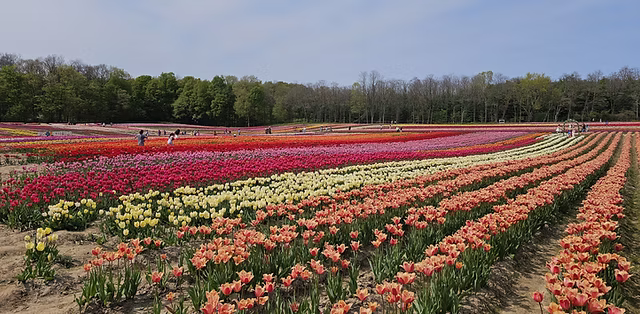 Spring in Pelham