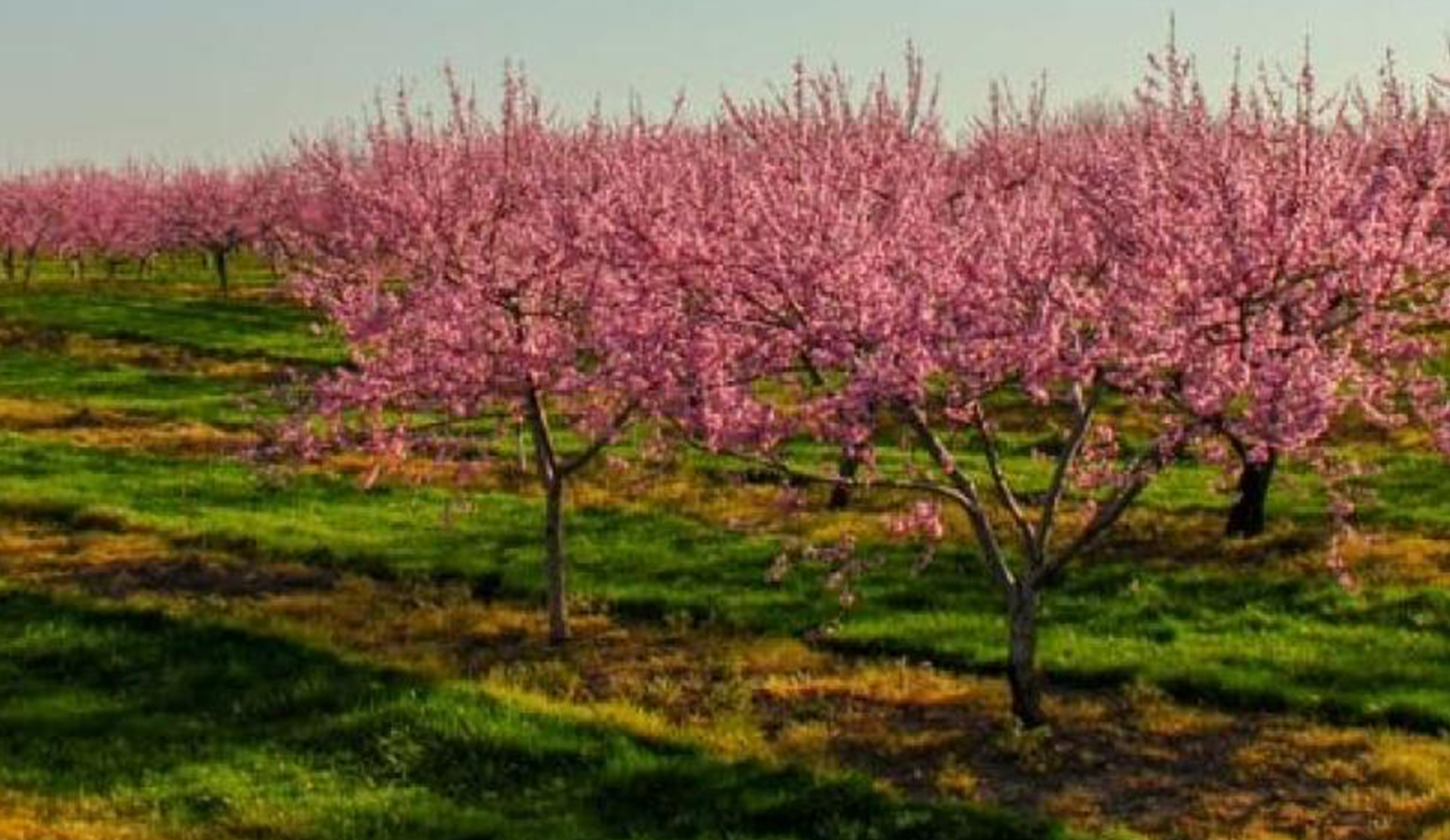 Spring in Pelham - placeholder image (replace with your preferred Pelham spring photo)